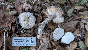  ( - FDS-CA-02861)  @11 [ ] c (2025) Michelle C. Torres-Grant Fungal Diversity Survey