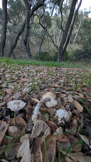  ( - FDS-CA-02861)  @11 [ ] c (2025) Michelle C. Torres-Grant Fungal Diversity Survey