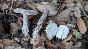  ( - FDS-CA-02861)  @11 [ ] c (2025) Michelle C. Torres-Grant Fungal Diversity Survey