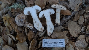  ( - FDS-CA-02864)  @11 [ ] c (2025) Michelle C. Torres-Grant Fungal Diversity Survey