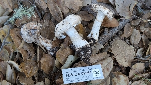  ( - FDS-CA-02864)  @11 [ ] c (2025) Michelle C. Torres-Grant Fungal Diversity Survey