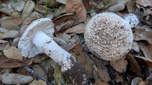  ( - FDS-CA-02868)  @11 [ ] c (2025) Michelle C. Torres-Grant Fungal Diversity Survey