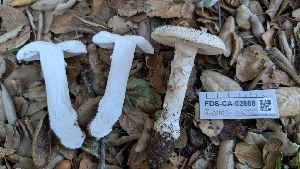  ( - FDS-CA-02868)  @11 [ ] c (2025) Michelle C. Torres-Grant Fungal Diversity Survey