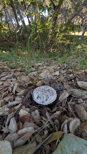  ( - FDS-CA-02868)  @11 [ ] c (2025) Michelle C. Torres-Grant Fungal Diversity Survey