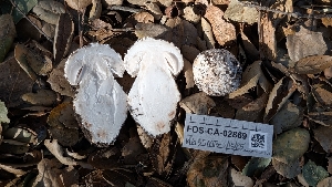  ( - FDS-CA-02869)  @11 [ ] c (2025) Michelle C. Torres-Grant Fungal Diversity Survey