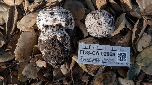  ( - FDS-CA-02869)  @11 [ ] c (2025) Michelle C. Torres-Grant Fungal Diversity Survey