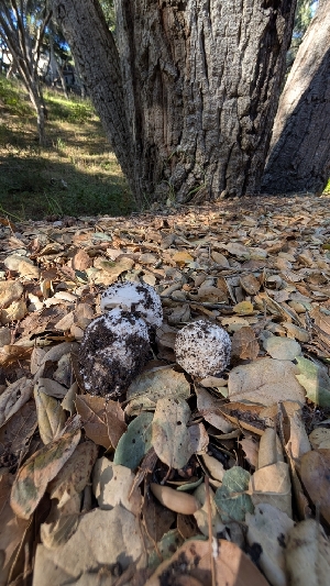  ( - FDS-CA-02869)  @11 [ ] c (2025) Michelle C. Torres-Grant Fungal Diversity Survey