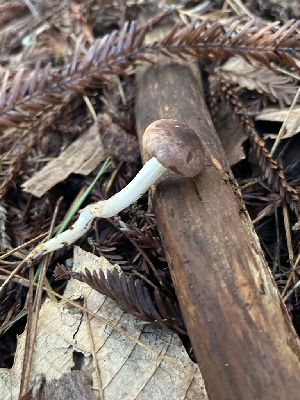  ( - FDS-CA-08432)  @11 [ ] by-nc (2025) Dean Lyons Fungal Diversity Survey