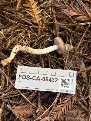  ( - FDS-CA-08432)  @11 [ ] by-nc (2025) Dean Lyons Fungal Diversity Survey