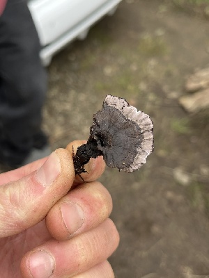  ( - FDS-CA-08449)  @11 [ ] by-nc (2025) Dean Lyons Fungal Diversity Survey
