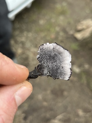 ( - FDS-CA-08449)  @11 [ ] by-nc (2025) Dean Lyons Fungal Diversity Survey