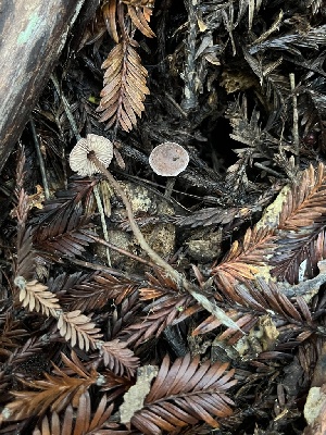  ( - FDS-CA-07486)  @11 [ ] by-nc (2025) Dean Lyons Fungal Diversity Survey