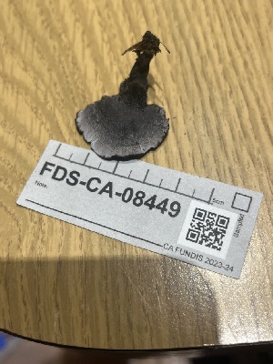  ( - FDS-CA-08449)  @11 [ ] by-nc (2025) Dean Lyons Fungal Diversity Survey