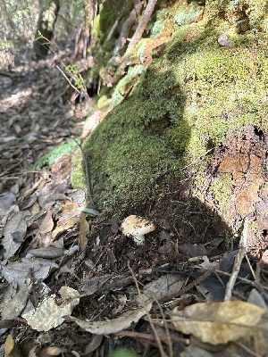  ( - FDS-CA-07172)  @11 [ ] by (2025) Justin Paulin Fungal Diversity Survey