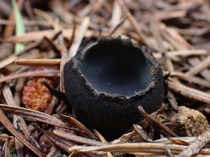 (Plectania sp. milleri-PNW03 - FDS-CA-07150)  @11 [ ] by (2025) Mandy Hackney Fungal Diversity Survey