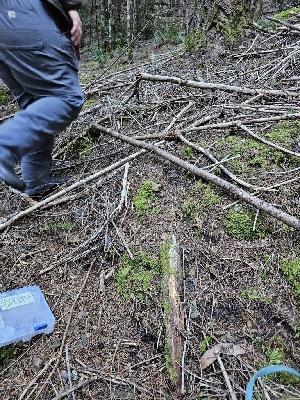  ( - FDS-CA-07150)  @11 [ ] by (2025) Mandy Hackney Fungal Diversity Survey