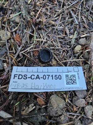  ( - FDS-CA-07150)  @11 [ ] by (2025) Mandy Hackney Fungal Diversity Survey