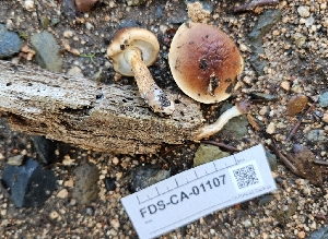  ( - FDS-CA-01107)  @11 [ ] by-nc (2024) Thea Chesney Fungal Diversity Survey