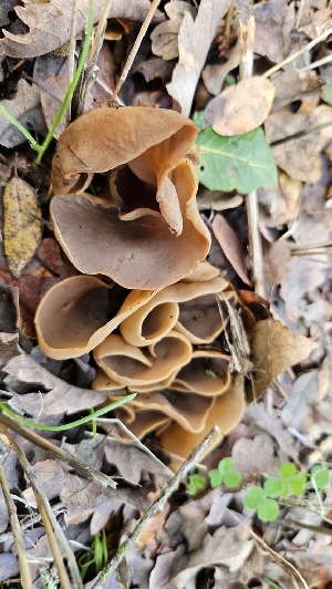  (Otidea sp. alutacea-PNW04 - FDS-CA-00471)  @11 [ ] by-nc (2025) Thea Chesney Fungal Diversity Survey
