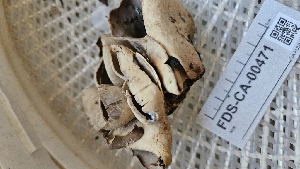  ( - FDS-CA-00471)  @11 [ ] by-nc (2025) Thea Chesney Fungal Diversity Survey