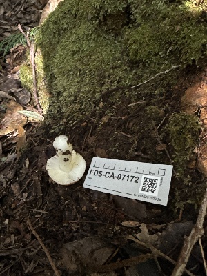  (Russula sp. CA04 - FDS-CA-07172)  @11 [ ] by (2025) Justin Paulin Fungal Diversity Survey