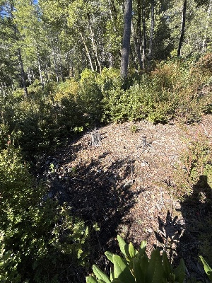  ( - FDS-CA-07173)  @11 [ ] by (2025) Justin Paulin Fungal Diversity Survey