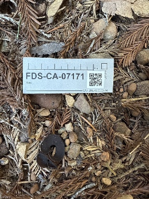  (Plicaria sp. CA01 - FDS-CA-07171)  @11 [ ] by (2025) Justin Paulin Fungal Diversity Survey