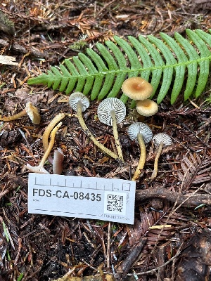  ( - FDS-CA-08435)  @11 [ ] by-nc (2025) Dean Lyons Fungal Diversity Survey