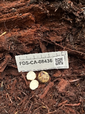  ( - FDS-CA-08436)  @11 [ ] by-nc (2025) Dean Lyons Fungal Diversity Survey