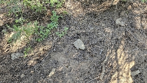  ( - FDS-CA-00443)  @11 [ ] by-nc (2024) Thea Chesney Fungal Diversity Survey