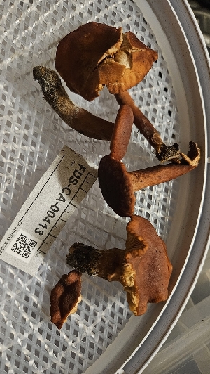 ( - FDS-CA-00413)  @11 [ ] by-nc (2024) Thea Chesney Fungal Diversity Survey