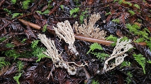  (Clavulinopsis sp. CA05 - FDS-CA-00424)  @11 [ ] by-nc (2024) Thea Chesney Fungal Diversity Survey