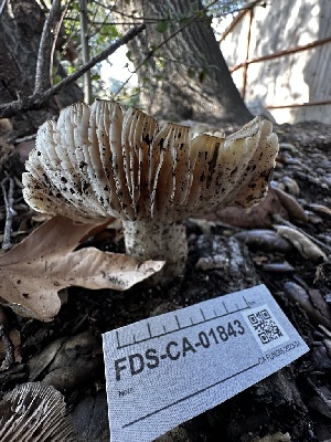  (Entoloma sp. CA70 - FDS-CA-01843)  @11 [ ] by-nc (2024) Aaron Tupac Fungal Diversity Survey