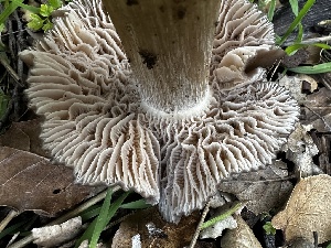  (Entoloma sp. CA67 - FDS-CA-01820)  @11 [ ] by-nc (2024) Aaron Tupac Fungal Diversity Survey