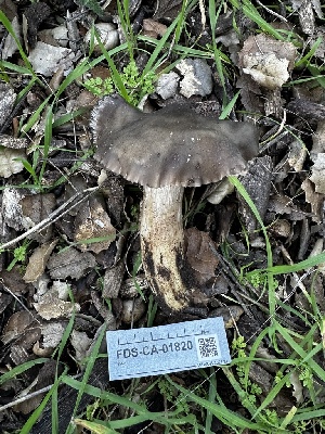  ( - FDS-CA-01820)  @11 [ ] by-nc (2024) Aaron Tupac Fungal Diversity Survey