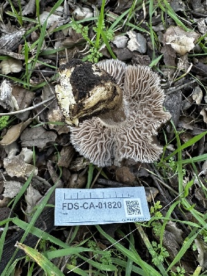  ( - FDS-CA-01820)  @11 [ ] by-nc (2024) Aaron Tupac Fungal Diversity Survey
