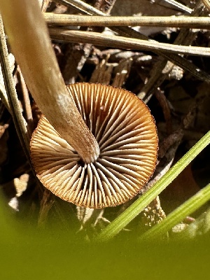 ( - FDS-CA-01972)  @11 [ ] by-nc (2024) Aaron Tupac Fungal Diversity Survey