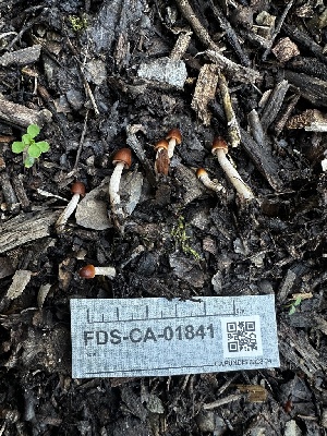  ( - FDS-CA-01841)  @11 [ ] by-nc (2024) Aaron Tupac Fungal Diversity Survey