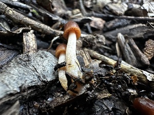  ( - FDS-CA-01841)  @11 [ ] by-nc (2024) Aaron Tupac Fungal Diversity Survey