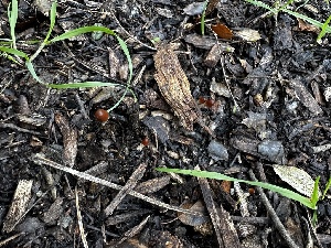  ( - FDS-CA-01841)  @11 [ ] by-nc (2024) Aaron Tupac Fungal Diversity Survey