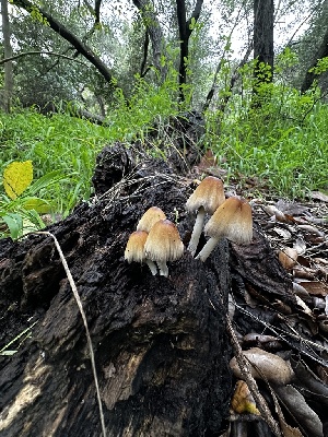 (Coprinellus sp. micaceus-CA01 - FDS-CA-01866)  @11 [ ] by-nc (2024) Aaron Tupac Fungal Diversity Survey