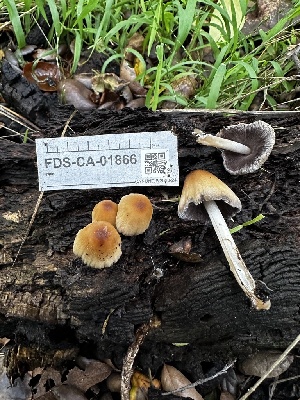  ( - FDS-CA-01866)  @11 [ ] by-nc (2024) Aaron Tupac Fungal Diversity Survey