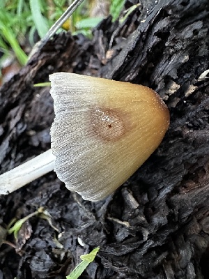  ( - FDS-CA-01866)  @11 [ ] by-nc (2024) Aaron Tupac Fungal Diversity Survey