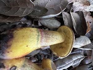  ( - FDS-CA-01983)  @11 [ ] by-nc (2024) Aaron Tupac Fungal Diversity Survey