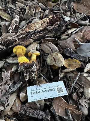  ( - FDS-CA-01983)  @11 [ ] by-nc (2024) Aaron Tupac Fungal Diversity Survey