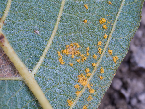  (Pucciniastraceae - FDS-CA-07477)  @11 [ ] by (2025) Justin Paulin Fungal Diversity Survey