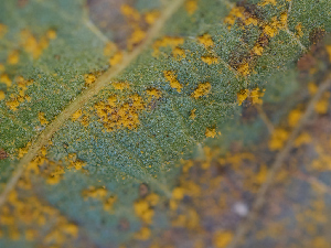  ( - FDS-CA-07477)  @11 [ ] by (2025) Justin Paulin Fungal Diversity Survey