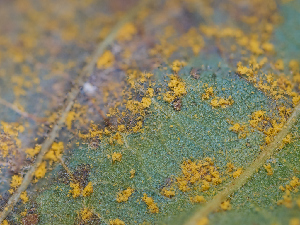  ( - FDS-CA-07477)  @11 [ ] by (2025) Justin Paulin Fungal Diversity Survey