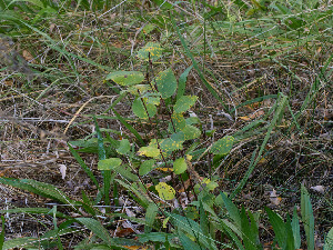  ( - FDS-CA-06668)  @11 [ ] by (2024) Justin Paulin Fungal Diversity Survey