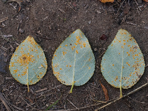  (Melampsora laricis-populina - FDS-CA-06668)  @11 [ ] by (2024) Justin Paulin Fungal Diversity Survey